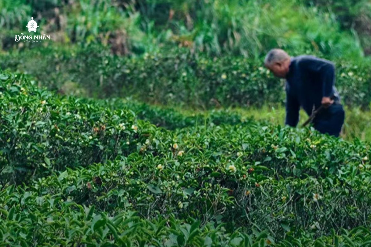 CHỨNG NHẬN NÀO LÀ CHỨNG NHẬN TRÀ ORGANIC CHUẨN?